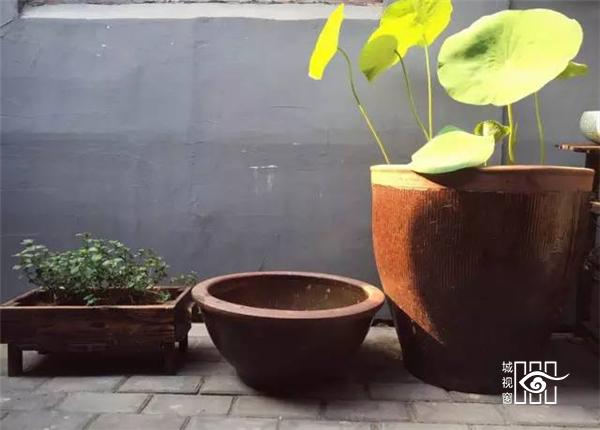 水缸种藕不用泥|水缸种藕怎么种|水缸种藕过程